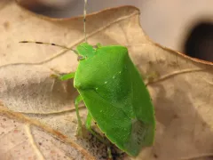 Green Stink Bug thumbnail 1