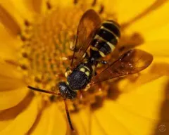 Bounded Nomad Bee thumbnail 2