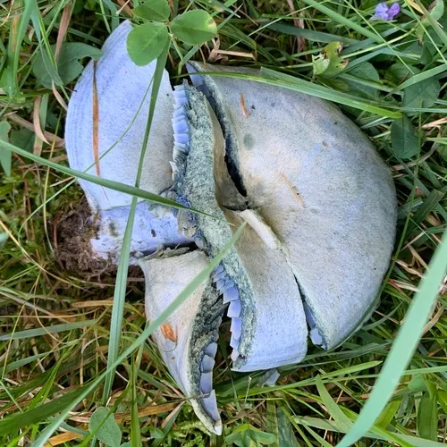 indigo milk cap