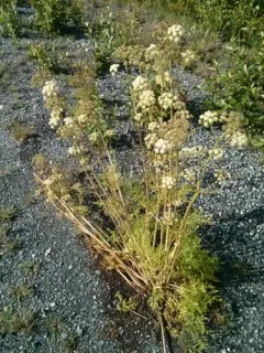 Jakutsk Snowparsley thumbnail 4