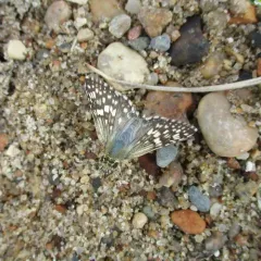 Common Checkered-Skipper thumbnail 3