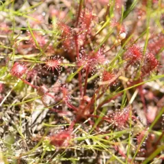 spoonleaf sundew thumbnail 4