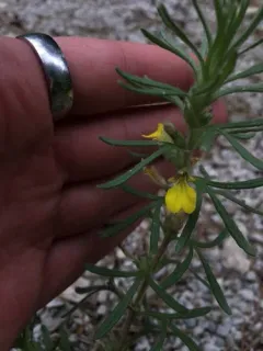 Ground-pine thumbnail 3