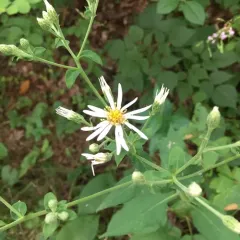 large-leaved aster thumbnail 3