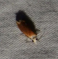 Reddish Eucosma Moth thumbnail 2