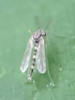 Labrundinia pilosella thumbnail 1