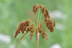 woolgrass thumbnail 5