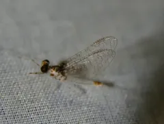 Maccaffertium modestum thumbnail 2