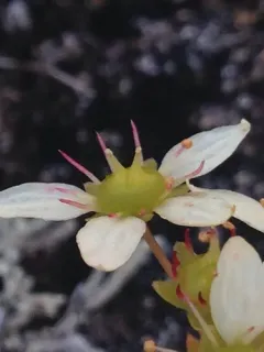 Taylor's Saxifrage thumbnail 4
