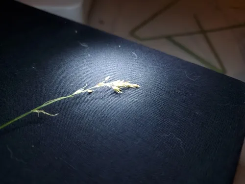 weakly veined sedge