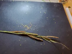 narrow-leaved sedge thumbnail 4
