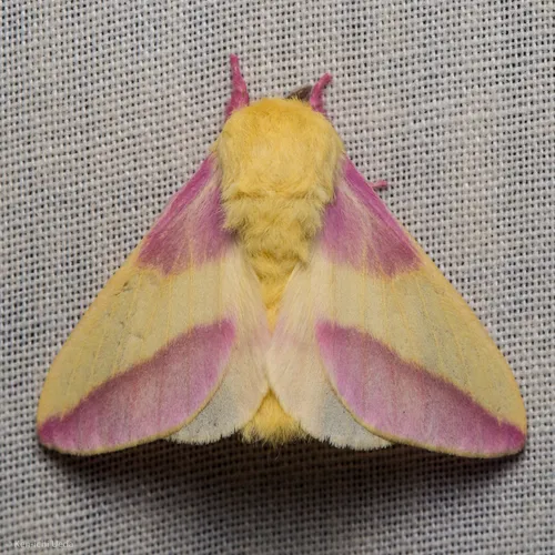 Rosy Maple Moth