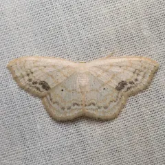 Large Lace-border Moth thumbnail 2