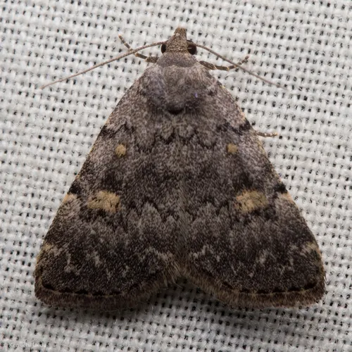 Common Idia Moth