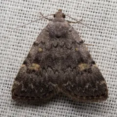 Common Idia Moth thumbnail 1