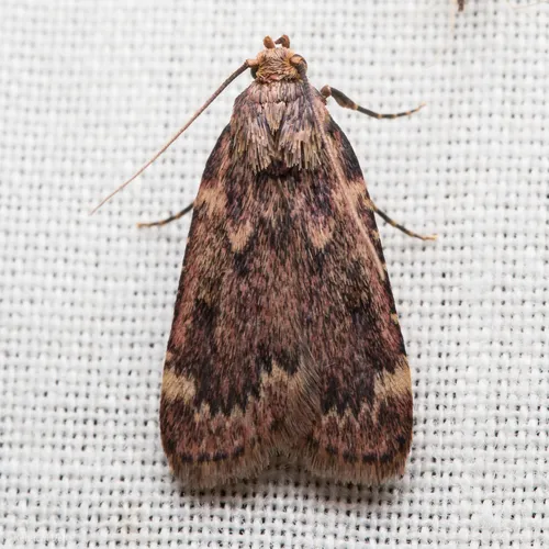 Pink-masked Pyralid Moth