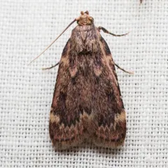 Pink-masked Pyralid Moth thumbnail 1