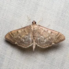 Serpentine Webworm Moth thumbnail 2