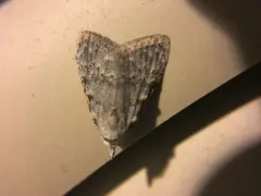 Sweet Pepperbush Nola Moth thumbnail 3