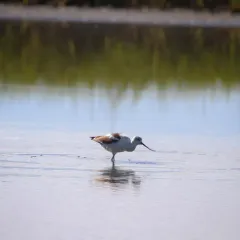 American Avocet thumbnail 3