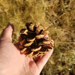 Rocky Mountains Ponderosa Pine thumbnail 3