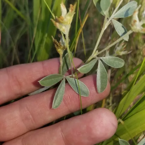 silvery scurfpea