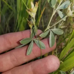 silvery scurfpea thumbnail 1