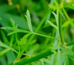 Prairie Parsley thumbnail 2