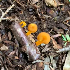 flame trumpet thumbnail 3