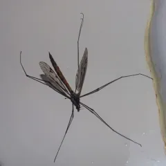 Tipula metacomet thumbnail 3