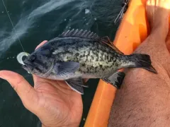 Blue Rockfish thumbnail 2
