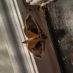 Hologram Moth thumbnail 4