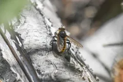 Laphria vultur thumbnail 2