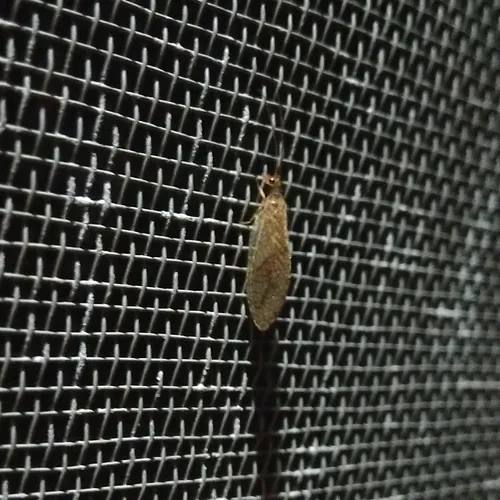 Micromus posticus