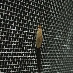 Micromus posticus thumbnail 1