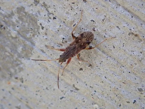 Neopamera bilobata