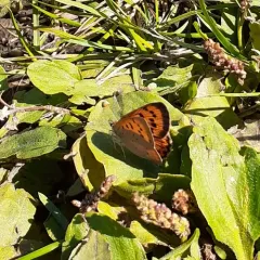 Purplish Copper thumbnail 2