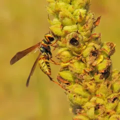 Golden Paper Wasp thumbnail 3