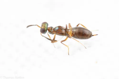 Eupelmus vesicularis