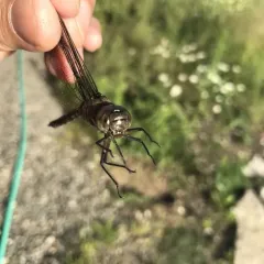 Variable Darner thumbnail 2