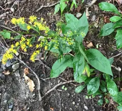 cut-leaf goldenrod thumbnail 1