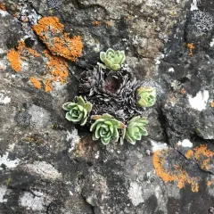Livelong Saxifrage thumbnail 2