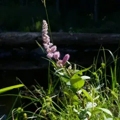 Steeplebush thumbnail 1