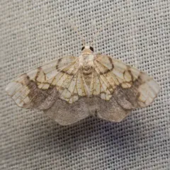 Horned Spanworm Moth thumbnail 3