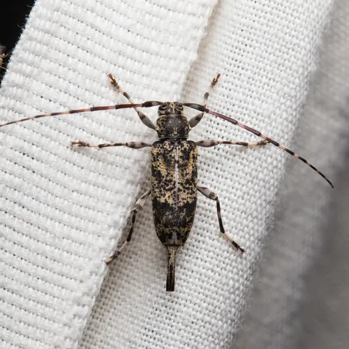 Banded Graphisurus