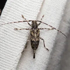Banded Graphisurus thumbnail 1