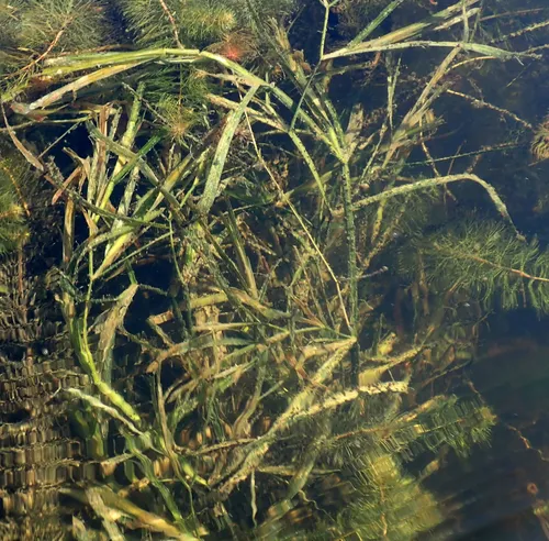 eel-grass pondweed