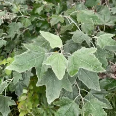 white poplar thumbnail 4