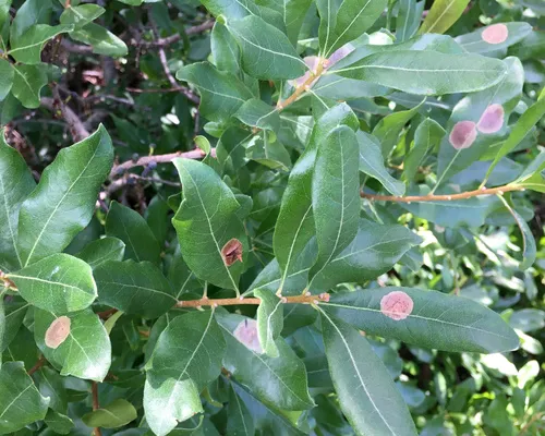Cameraria picturatella