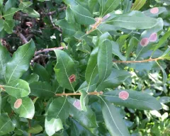 Cameraria picturatella thumbnail 1